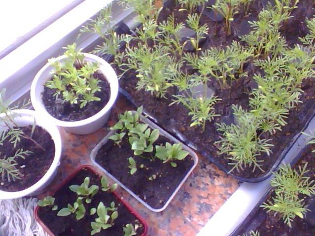 Name:  Snapshot_20130509_6.jpg
Views: 2261
Size:  64.8 KB