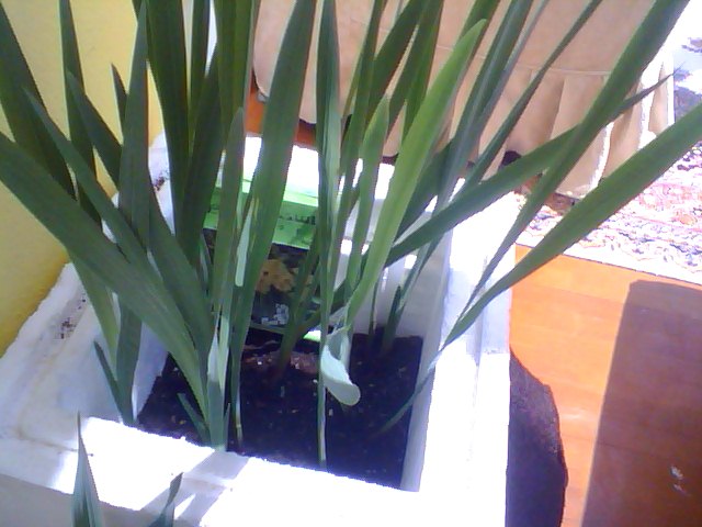 Name:  Snapshot_20130509_22.JPG
Views: 2147
Size:  60.8 KB