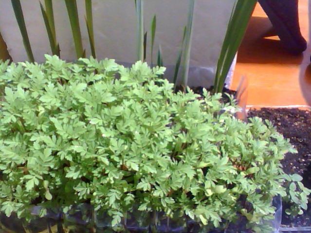Name:  Snapshot_20130509_24.jpg
Views: 2081
Size:  59.3 KB