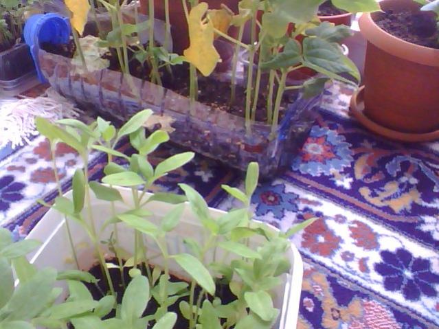 Name:  Snapshot_20130509_10.jpg
Views: 2117
Size:  55.4 KB