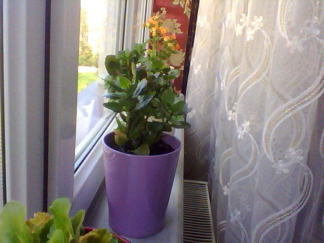 Name:  Snapshot_20130509_36.JPG
Views: 2214
Size:  55.6 KB