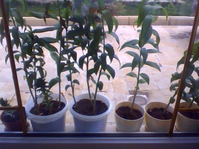 Name:  Snapshot_20130509_48.jpg
Views: 2234
Size:  49.8 KB