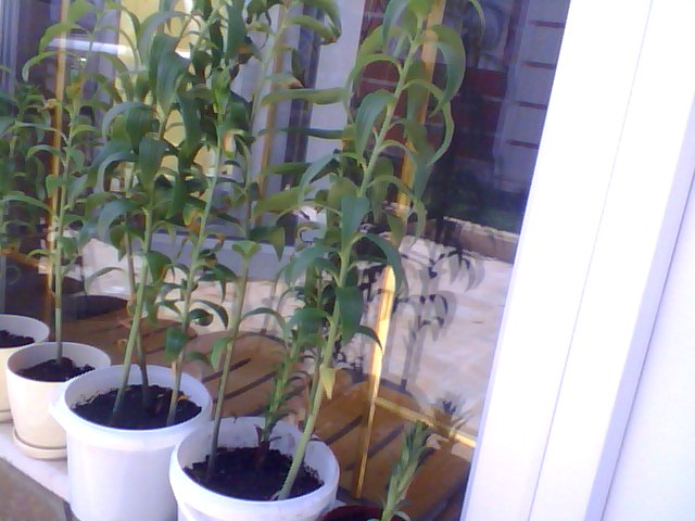 Name:  Snapshot_20130509_53.JPG
Views: 2290
Size:  60.9 KB