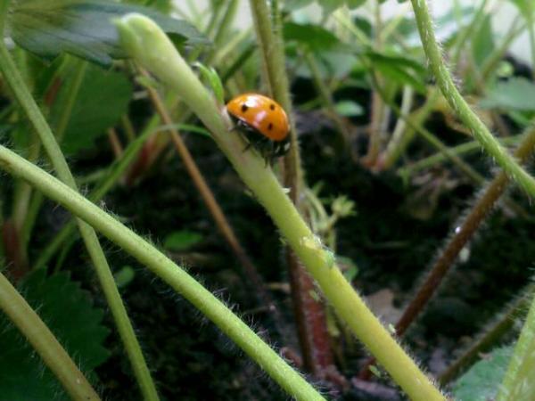 Name:  200806081124_00233.jpg
Views: 2927
Size:  36.6 KB