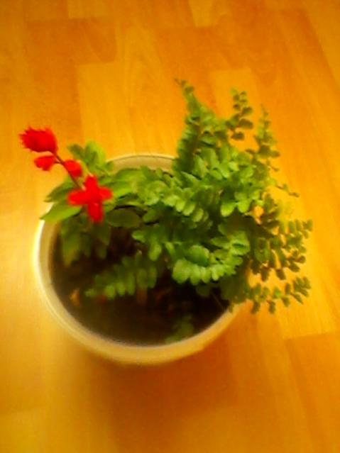 Name:  SP_A0165.jpg
Views: 719
Size:  26.8 KB