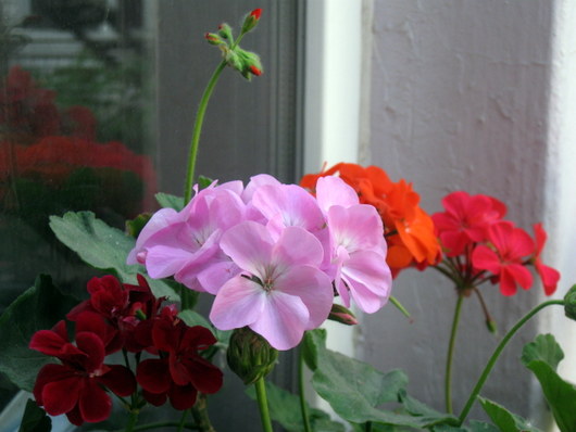 Name:  IMG_0110.JPG
Views: 906
Size:  53.7 KB