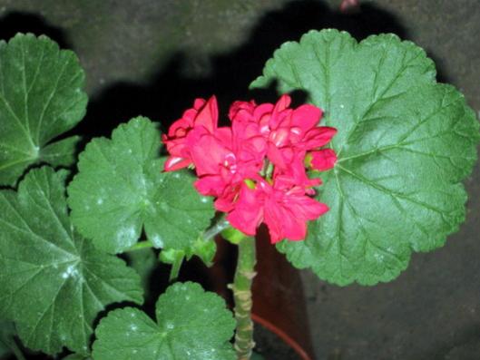 Name:  IMG_0007.jpg
Views: 965
Size:  31.7 KB