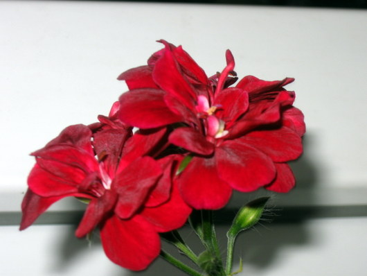 Name:  IMG_0116.JPG
Views: 906
Size:  44.4 KB