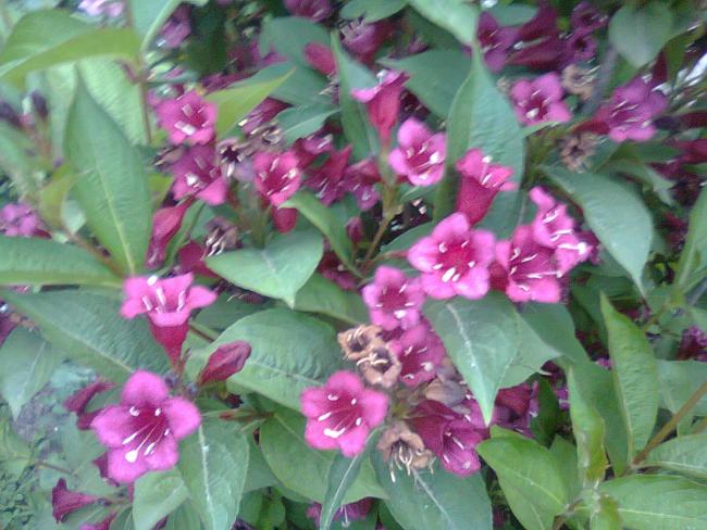 Name:  Fotoraf2479.jpg
Views: 761
Size:  55.4 KB