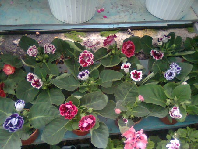Name:  Fotoraf2477.jpg
Views: 685
Size:  56.9 KB