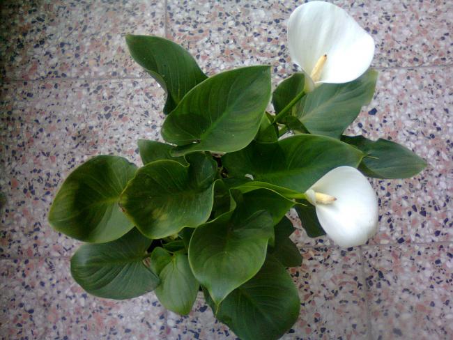 Name:  Fotoraf2352.jpg
Views: 712
Size:  57.6 KB