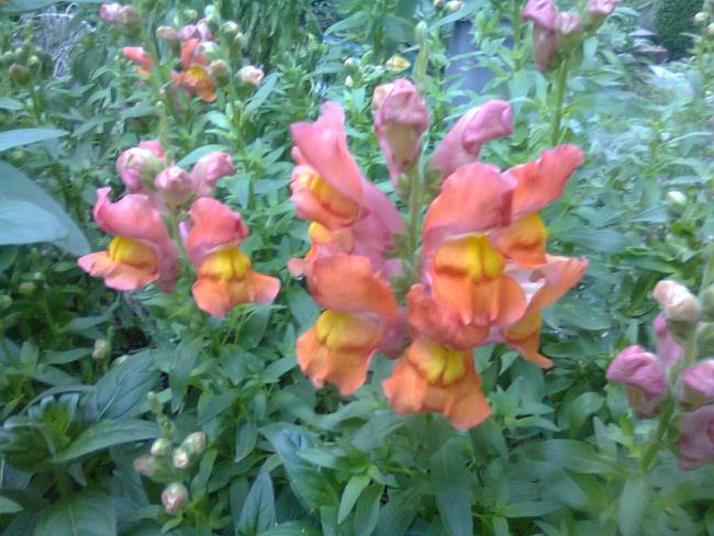 Name:  Fotoraf2365.jpg
Views: 711
Size:  56.9 KB