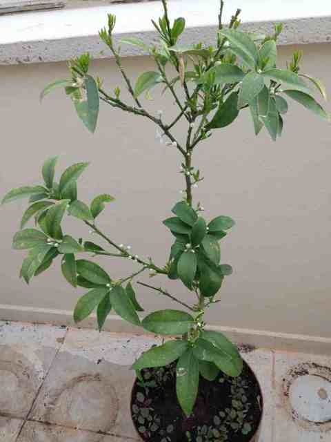 Name:  ImageUploadedByTapatalk1368251247.271132.jpg
Views: 835
Size:  42.2 KB