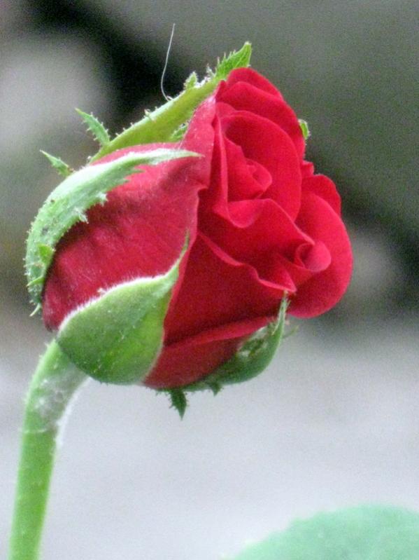 Name:  IMG_7796.jpg
Views: 909
Size:  54.9 KB