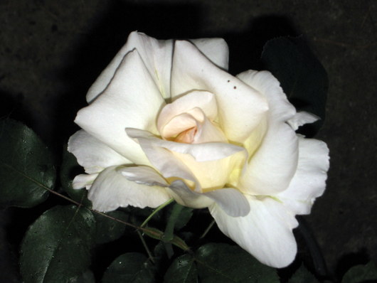 Name:  IMG_0154.JPG
Views: 926
Size:  44.3 KB