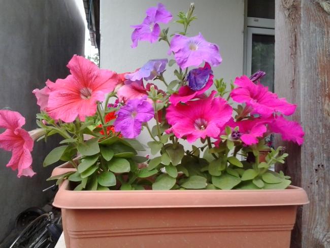 Name:  2013-05-11 18.22.59.jpg
Views: 916
Size:  49.9 KB