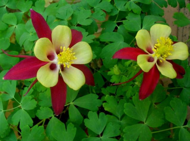 Name:  DSCN3329.jpg
Views: 1272
Size:  40.5 KB