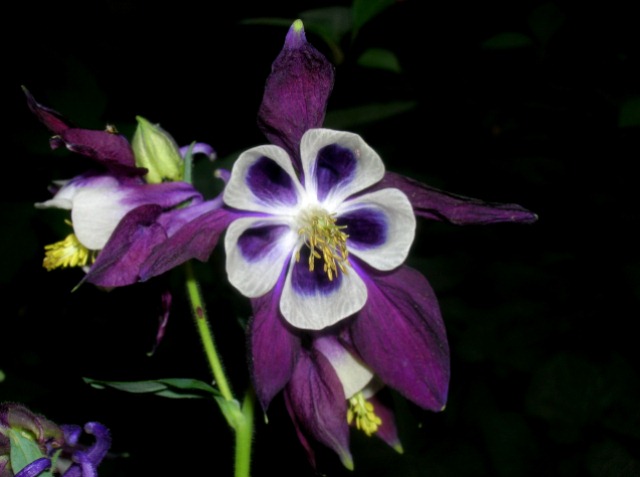 Name:  DSCN3338.jpg
Views: 1272
Size:  55.8 KB