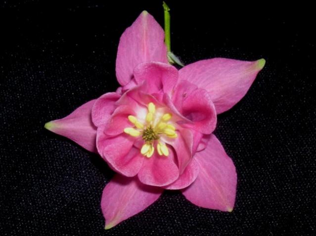 Name:  DSCN3344.jpg
Views: 1309
Size:  38.0 KB