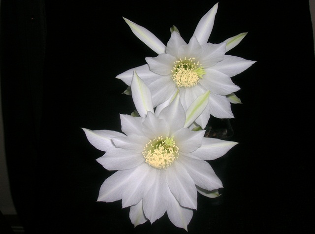 Name:  DSCN3346.jpg
Views: 1250
Size:  63.5 KB