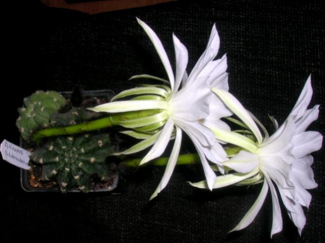 Name:  DSCN3348.jpg
Views: 1246
Size:  37.0 KB