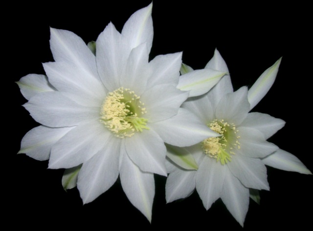 Name:  DSCN3351.jpg
Views: 1272
Size:  58.7 KB