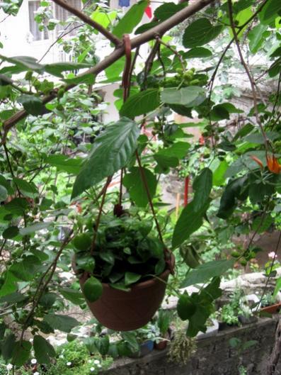 Name:  IMG_0289.jpg
Views: 1139
Size:  53.5 KB