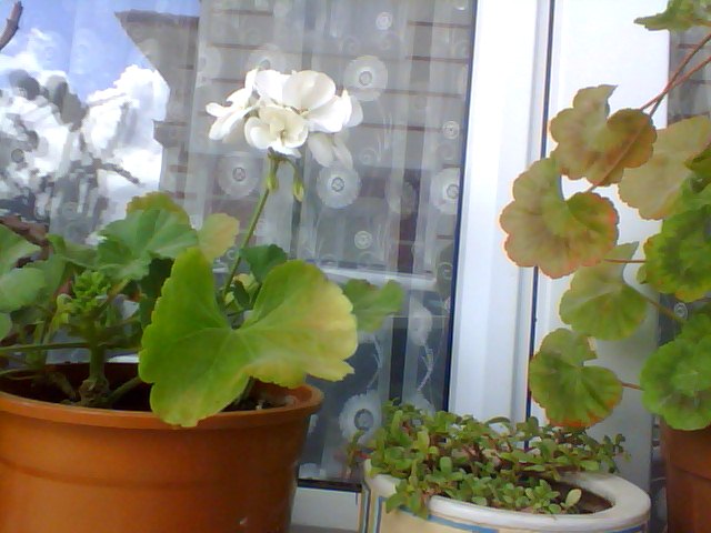 Name:  Snapshot_20130509_54.JPG
Views: 2426
Size:  58.4 KB