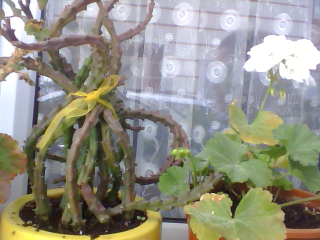 Name:  Snapshot_20130509_55.JPG
Views: 1981
Size:  66.7 KB