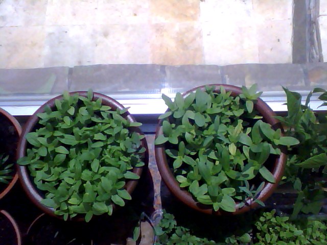 Name:  Snapshot_20130509_74.JPG
Views: 2014
Size:  67.1 KB