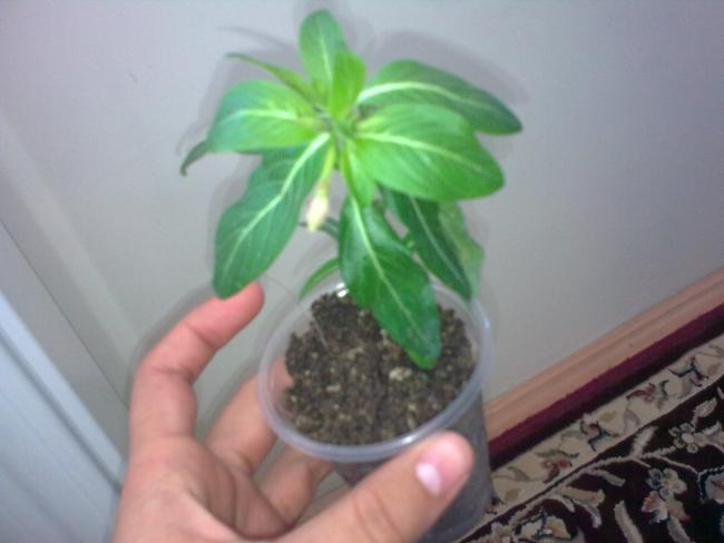 Name:  Grnt0458.jpg
Views: 545
Size:  28.2 KB