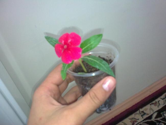 Name:  Grnt0459.jpg
Views: 506
Size:  22.8 KB
