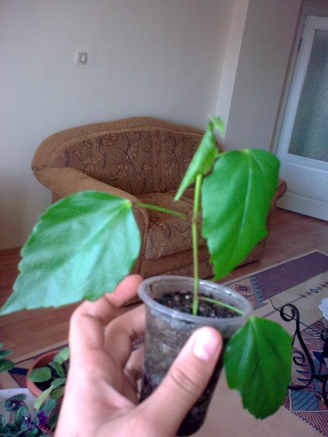 Name:  Grnt0463.jpg
Views: 547
Size:  60.1 KB
