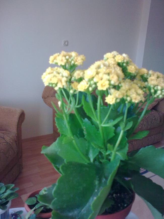 Name:  Grnt0465.jpg
Views: 507
Size:  51.1 KB