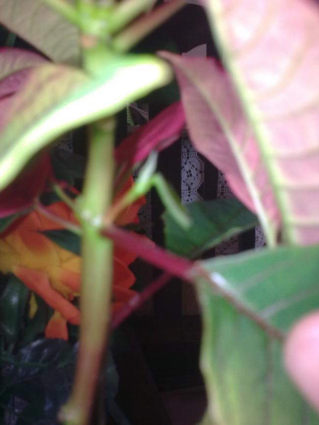 Name:  Grnt0466.jpg
Views: 524
Size:  39.5 KB