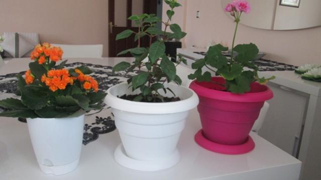 Name:  IMG_0819.jpg
Views: 837
Size:  24.9 KB