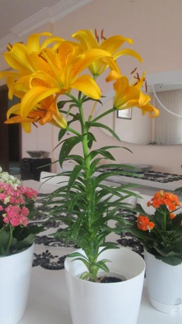 Name:  IMG_0820.jpg
Views: 825
Size:  31.2 KB