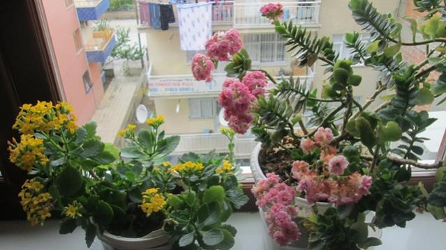 Name:  IMG_0823.jpg
Views: 808
Size:  45.3 KB