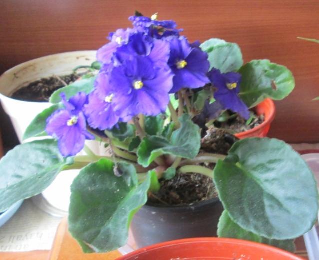 Name:  IMG_0825.jpg
Views: 825
Size:  42.7 KB