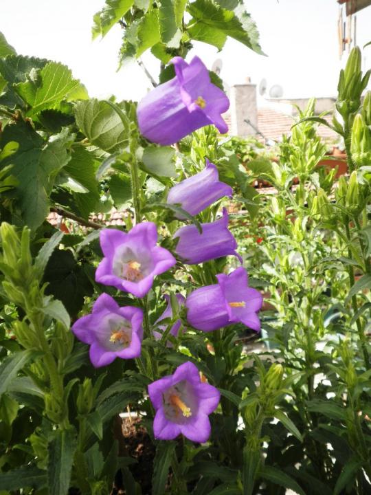 Name:  byk iekli campanula.jpg
Views: 1700
Size:  76.0 KB