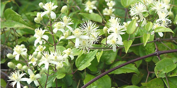 Name:  clematis.JPG
Views: 1220
Size:  45.9 KB