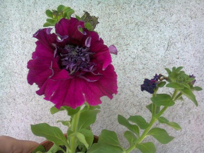 Name:  Fotoraf2550.jpg
Views: 868
Size:  57.1 KB