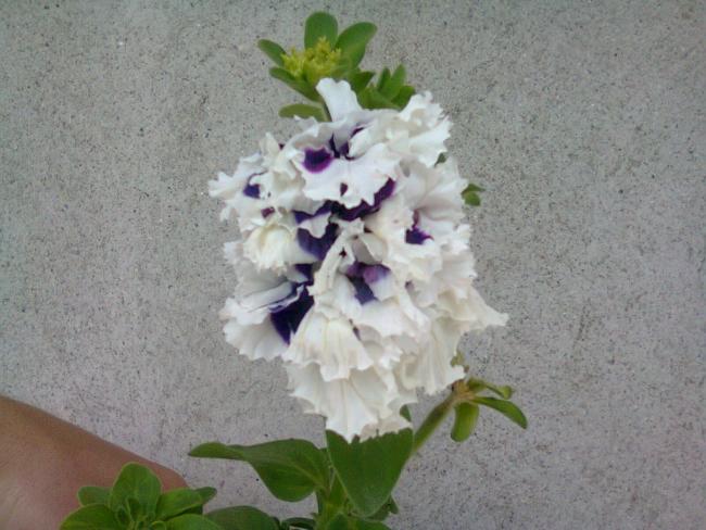 Name:  Fotoraf2549.jpg
Views: 829
Size:  47.4 KB