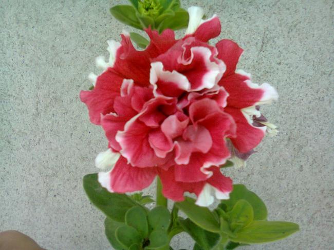 Name:  Fotoraf2548.jpg
Views: 829
Size:  49.6 KB
