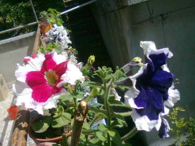 Name:  Fotoraf2551.jpg
Views: 821
Size:  56.1 KB