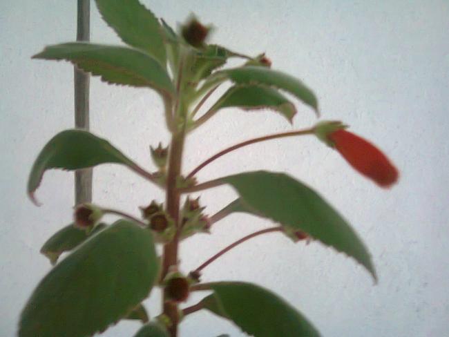 Name:  Fotoraf2554.jpg
Views: 877
Size:  29.5 KB
