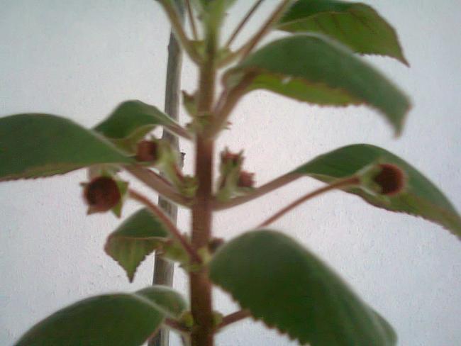 Name:  Fotoraf2555.jpg
Views: 823
Size:  30.1 KB