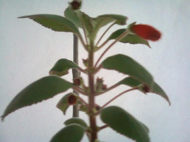 Name:  Fotoraf2556.jpg
Views: 872
Size:  28.0 KB