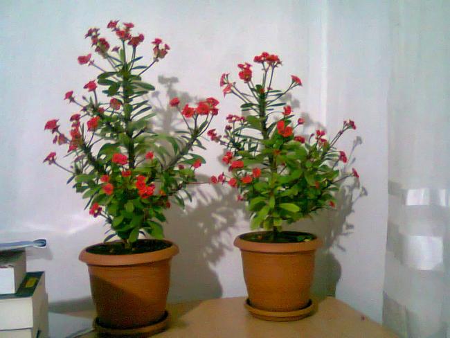 Name:  Fotoraf2531.jpg
Views: 1213
Size:  43.3 KB