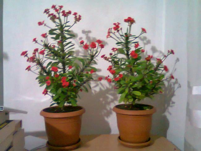 Name:  Fotoraf2530.jpg
Views: 1030
Size:  41.1 KB